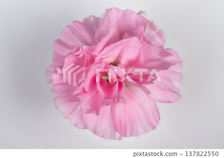Closeup of pink carnation flower. Soft pink carnation with dew and intricate veins. Glistening pink carnation blossoms captured in fine detail with soft lighting Closeup of pink carnation flower. Soft pink carnation with dew and intricate veins. Glistening pink carnation blossoms captured in fine detail with soft lighting 137822550