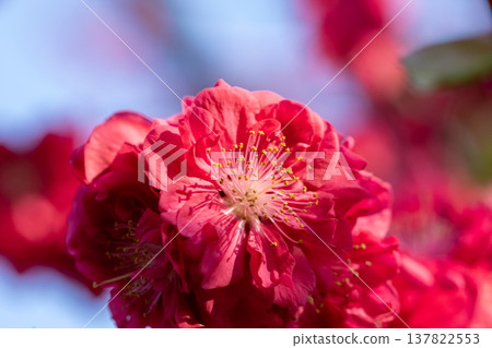 鮮紅的桃花特寫。 鮮紅的桃花特寫。 137822553