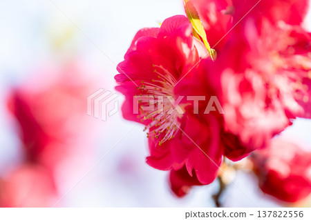 A close-up of bright red peach blossoms. A close-up of bright red peach blossoms. 137822556