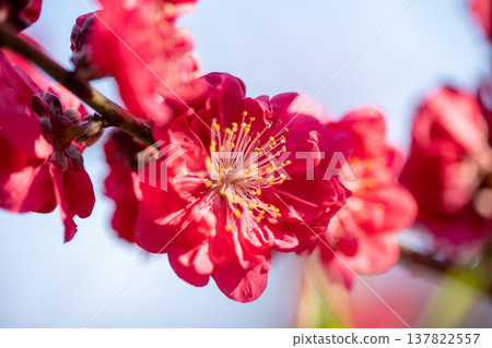 (Shizuoka Prefecture) A close-up of bright red peach blossoms in bloom in Nishi-Izu. 137822557