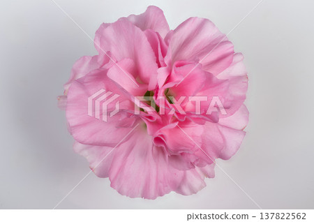 Elegant pink carnation with intricate petals. Aesthetic pink carnation floral arrangement showcasing sculptural ruffled petals against gentle background for creative design Elegant pink carnation with intricate petals. Aesthetic pink carnation floral arrangement showcasing sculptural ruffled petals against gentle background for creative design 137822562
