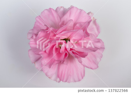 Pink carnation blossom styled for wedding, delicate ruffles forming boutonniere motif with soft romantic lighting and subtle sparkle, ideal for bridal accessory and event imagery Pink carnation blossom styled for wedding, delicate ruffles forming boutonniere motif with soft romantic lighting and subtle sparkle, ideal for bridal accessory and event imagery 137822566