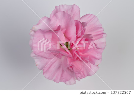 Highkey illuminated pink carnation with soft pastel hues and dew drops. Detailed closeup image of pink carnation blossoms adorned with dew and gentle pastel shades 137822567