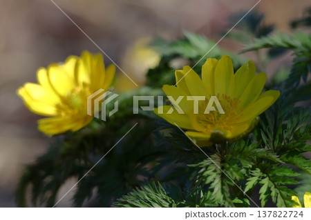 帶來幸福的花朵 137822724