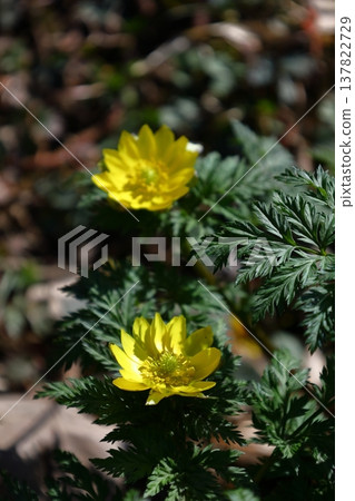 帶來幸福的花朵 帶來幸福的花朵 137822729