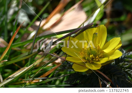 Flowers that bring happiness 137822745