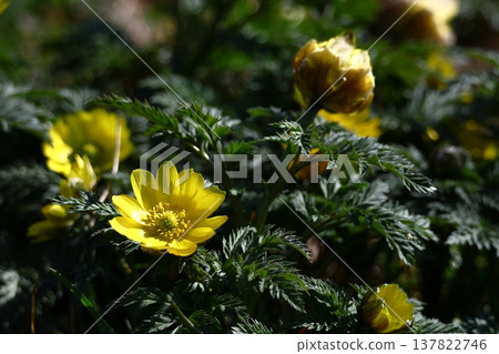 Flowers that bring happiness 137822746