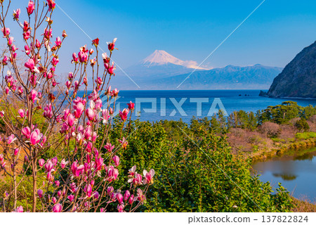 (Shizuoka Prefecture) Magnolia blossoms in Ida, West Izu, with a view of Mt. Fuji across the sea. 137822824