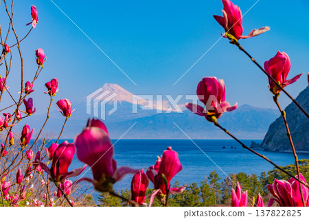 (Shizuoka Prefecture) Magnolia blossoms in Ida, West Izu, with a view of Mt. Fuji across the sea. 137822825