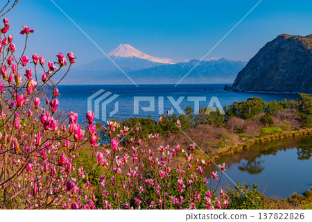 (Shizuoka Prefecture) Magnolia blossoms in Ida, West Izu, with a view of Mt. Fuji across the sea. 137822826
