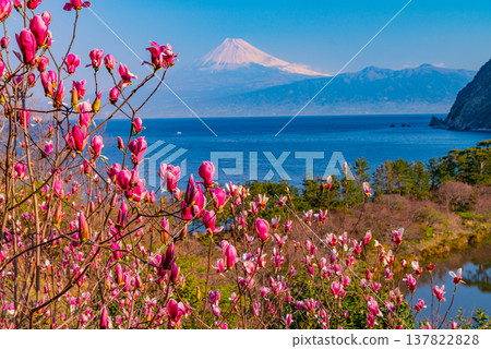 (Shizuoka Prefecture) Magnolia blossoms in Ida, West Izu, with a view of Mt. Fuji across the sea. (Shizuoka Prefecture) Magnolia blossoms in Ida, West Izu, with a view of Mt. Fuji across the sea. 137822828