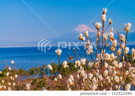 (Shizuoka Prefecture) White magnolias bloom in Ida, West Izu, with a view of Mt. Fuji across the sea. 137822890