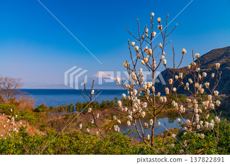 (Shizuoka Prefecture) White magnolias bloom in Ida, West Izu, with a view of Mt. Fuji across the sea. (Shizuoka Prefecture) White magnolias bloom in Ida, West Izu, with a view of Mt. Fuji across the sea. 137822891