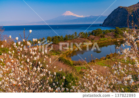 (Shizuoka Prefecture) White magnolias bloom in Ida, West Izu, with a view of Mt. Fuji across the sea. (Shizuoka Prefecture) White magnolias bloom in Ida, West Izu, with a view of Mt. Fuji across the sea. 137822893