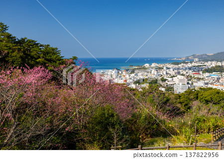 Early-blooming Ryukyu Kanhizakura cherry blossoms at Sakurano-en in Nago Castle Park, Nago City, Okinawa Prefecture, with the blue Nago Bay and cityscape below 137822956