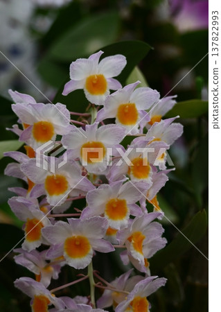 美麗的花朵 美麗的花朵 137822993