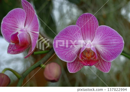 gorgeous flowers gorgeous flowers 137822994