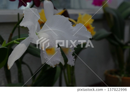 gorgeous flowers gorgeous flowers 137822996