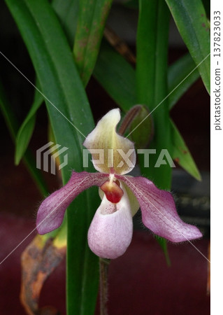 美麗的花朵 137823033