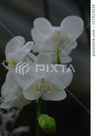 gorgeous flowers gorgeous flowers 137823034