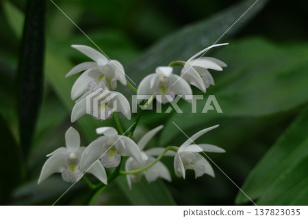 gorgeous flowers gorgeous flowers 137823035