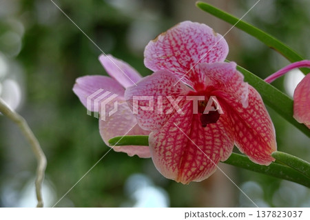 美麗的花朵 美麗的花朵 137823037