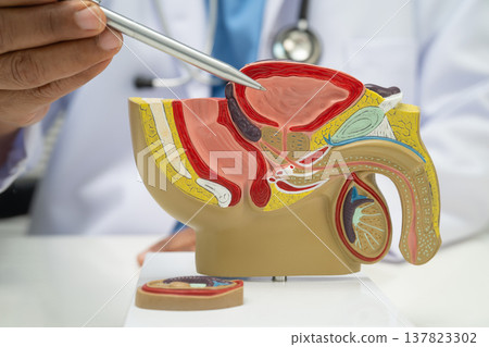 Male reproductive system, Asian doctor holding human anatomy model for study diagnosis and treatment in hospital. Male reproductive system, Asian doctor holding human anatomy model for study diagnosis and treatment in hospital. 137823302