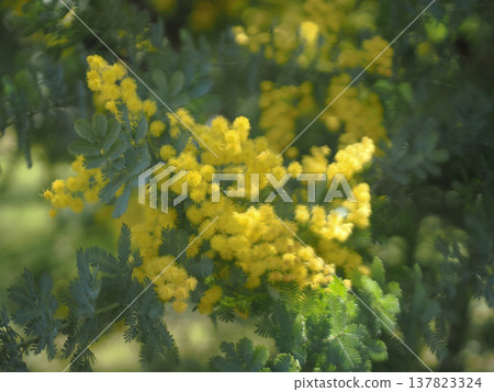 Image of mimosa in full bloom Image of mimosa in full bloom 137823324