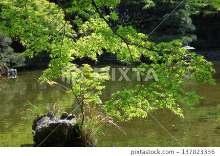 Green Moe Green Moe 137823336
