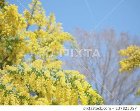 A landscape of mimosa and blue sky 137823357