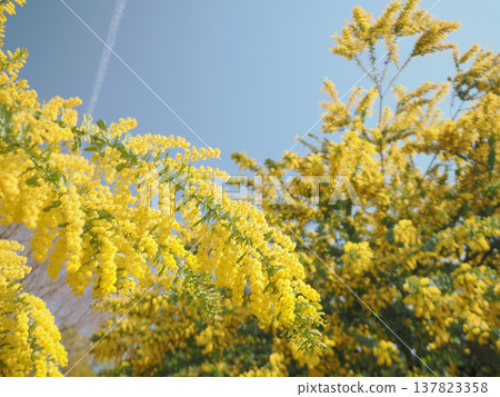 A landscape of blue sky and mimosa in full bloom. A landscape of blue sky and mimosa in full bloom. 137823358