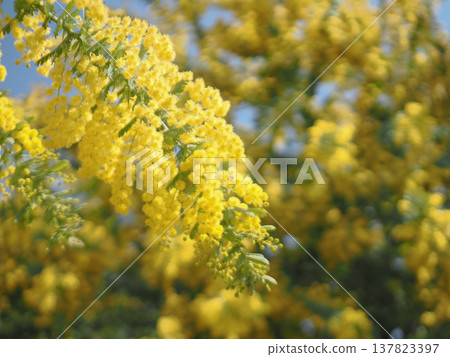 Close-up of a mimosa in full bloom Close-up of a mimosa in full bloom 137823397