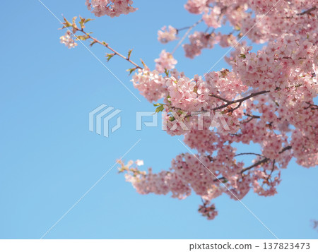 A clear blue sky and the scenery of Kawazu cherry blossoms. A clear blue sky and the scenery of Kawazu cherry blossoms. 137823473