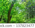The beautiful fresh greenery of the Mount Bōnoori (Bōnomine) hiking trail, and the lush broadleaf forest bathed in dappled sunlight. 137823477
