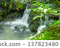 The beauty of the Shiratani-zawa stream on Mt. Bōnoori (Bōnomine), the clear water spraying over moss-covered rocks and fresh greenery. 137823480