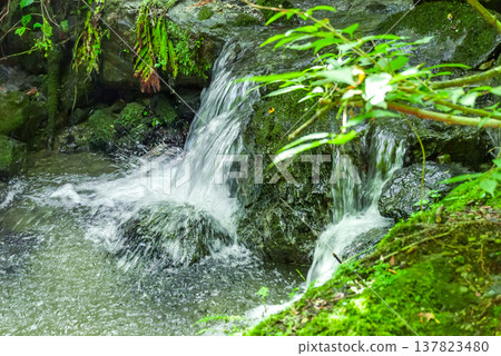 波之峰山（波之峰）上的白谷澤溪流景色優美，清澈的溪水噴灑在長滿青苔的岩石和新鮮的綠植上。 137823480