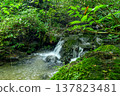 The scenery of the Shiratani-zawa stream at Mt. Bōnoori (Bōnomine), a quiet babbling brook surrounded by moss-covered rocks and fresh greenery. 137823481