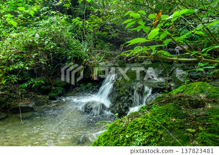 The scenery of the Shiratani-zawa stream at Mt. Bōnoori (Bōnomine), a quiet babbling brook surrounded by moss-covered rocks and fresh greenery. The scenery of the Shiratani-zawa stream at Mt. Bōnoori (Bōnomine), a quiet babbling brook surrounded by moss-covered rocks and fresh greenery. 137823481