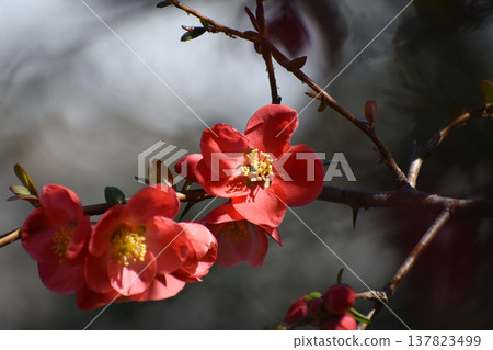 kuomu的花朵(模糊) kuomu的花朵(模糊) 137823499