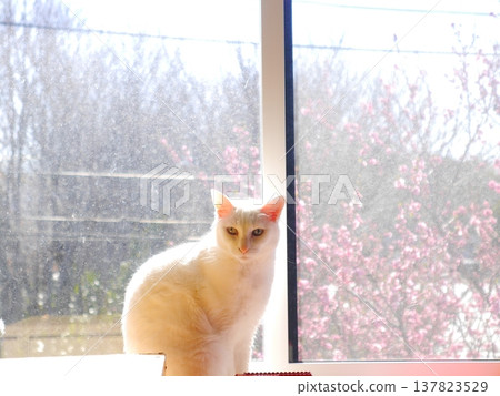 A white cat basking in the sun, peach blossoms blooming outside the window. A white cat basking in the sun, peach blossoms blooming outside the window. 137823529