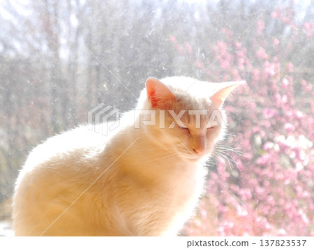 A white cat basking in the sun, peach blossoms blooming outside the window. A white cat basking in the sun, peach blossoms blooming outside the window. 137823537