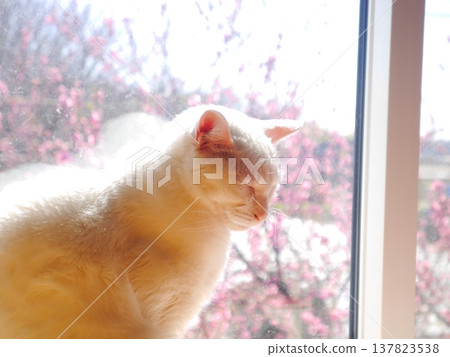 A white cat basking in the sun, peach blossoms blooming outside the window. A white cat basking in the sun, peach blossoms blooming outside the window. 137823538