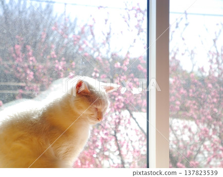 A white cat basking in the sun, peach blossoms blooming outside the window. A white cat basking in the sun, peach blossoms blooming outside the window. 137823539