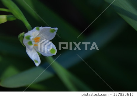 鐘形白花向下開 鐘形白花向下開 137823615