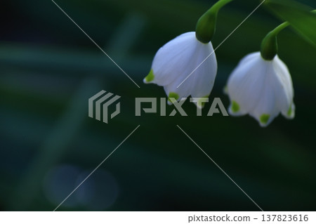 Bell-shaped white flowers bloom downward Bell-shaped white flowers bloom downward 137823616