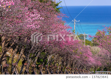 Imadomari, Nakijin Village, Kunigami District, Okinawa Prefecture: Rows of early-blooming Ryukyu Kanhizakura trees along the slope and the blue sea visible in the distance 137823641