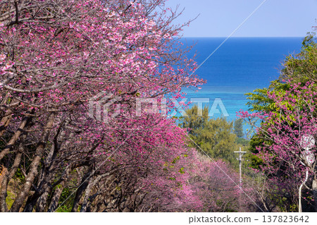 沖繩縣國頭郡今歸仁村今泊:斜坡上一排排早開的琉球金櫻樹,遠處可見蔚藍的大海 沖繩縣國頭郡今歸仁村今泊:斜坡上一排排早開的琉球金櫻樹,遠處可見蔚藍的大海 137823642