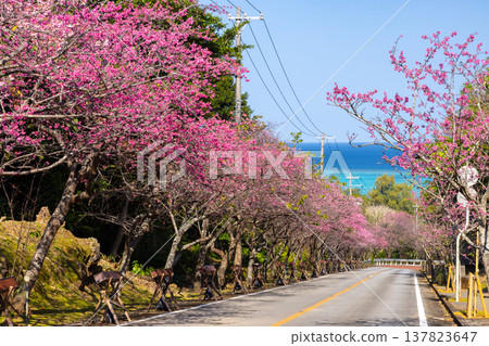沖繩縣國頭郡今歸仁村今泊:斜坡上一排排早開的琉球金櫻樹,遠處可見蔚藍的大海 沖繩縣國頭郡今歸仁村今泊:斜坡上一排排早開的琉球金櫻樹,遠處可見蔚藍的大海 137823647