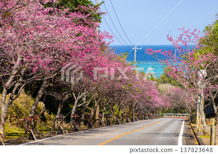 沖繩縣國頭郡今歸仁村今泊:斜坡上一排排早開的琉球金櫻樹,遠處可見蔚藍的大海 沖繩縣國頭郡今歸仁村今泊:斜坡上一排排早開的琉球金櫻樹,遠處可見蔚藍的大海 137823648