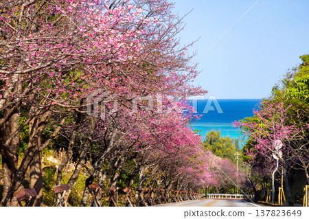 沖繩縣國頭郡今歸仁村今泊:斜坡上一排排早開的琉球金櫻樹,遠處可見蔚藍的大海 沖繩縣國頭郡今歸仁村今泊:斜坡上一排排早開的琉球金櫻樹,遠處可見蔚藍的大海 137823649